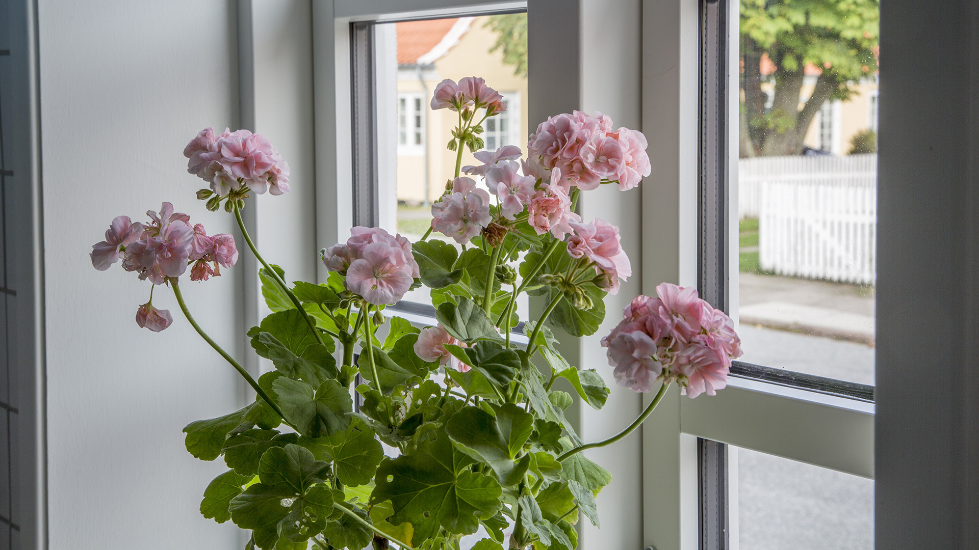 MADAM BLÅ I SKAGEN